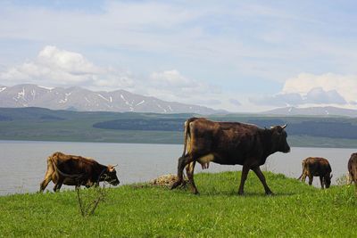 Cows in a field