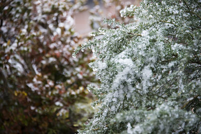 Close-up of snow on branch against trees in forest