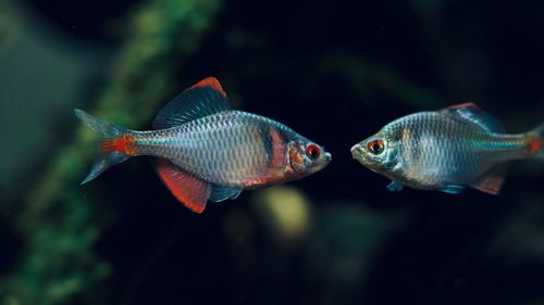 Close-up of fish swimming in tank