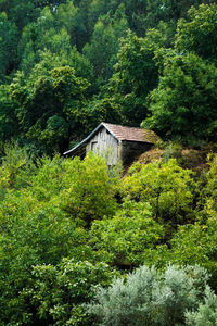 View of lush foliage