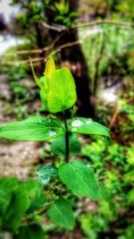 Close-up of plant growing outdoors