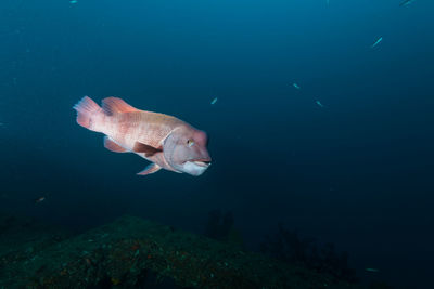 Fish swimming in sea