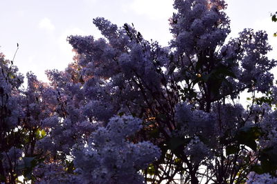 Low angle view of blooming tree