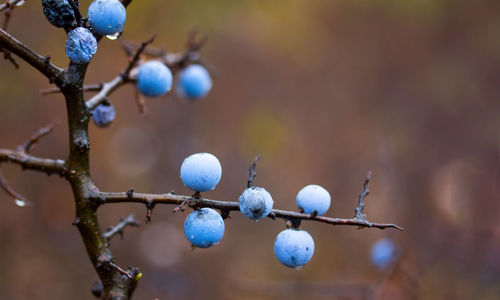 Close-up of berries growing on tree