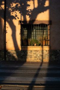 Shadow of tree on building