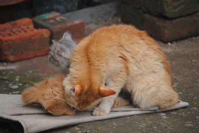 Cat lying on floor