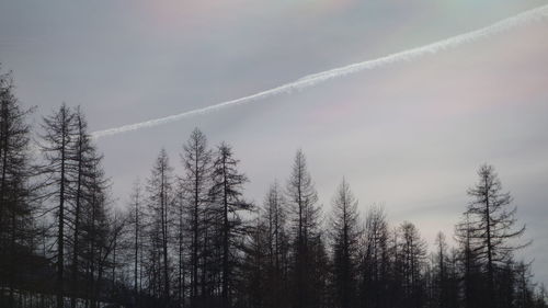 Low angle view of trees against sky