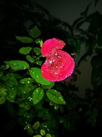 Close-up of wet pink rose blooming outdoors