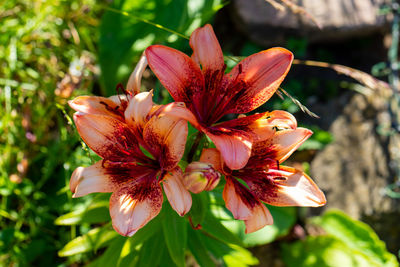 Close-up of red lily on plant