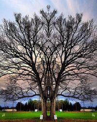 Bare trees on grassy field