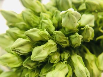 Close-up of green chili peppers