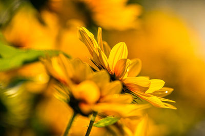 Close-up of yellow flowering plant