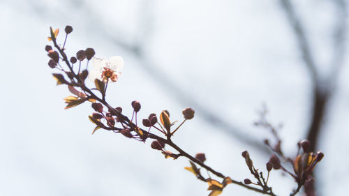 Low angle view of cherry blossom tree