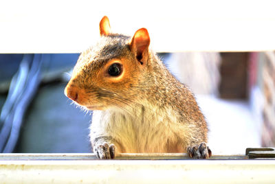 Close-up of squirrel