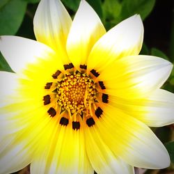 Close-up of yellow flower