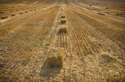 Hay bales in rows on landscape