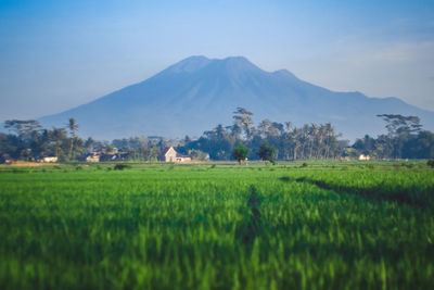 Scenic view of agricultural field against sky