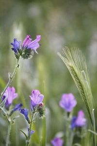 Close-up of purple flowers blooming outdoors
