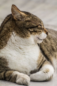 Close-up street cat portrait of european shorthair breed