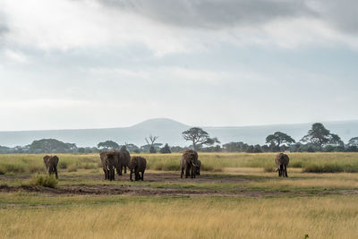 Horses grazing on field against sky