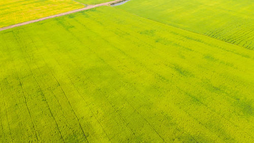 Full frame shot of agricultural field