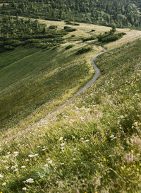 Scenic view of field