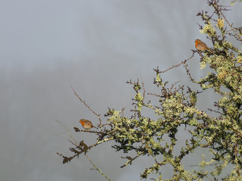 Low angle view of bird on branch against sky