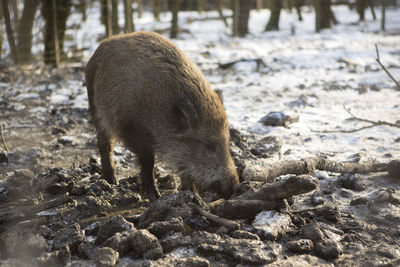 Rhinoceros standing on field