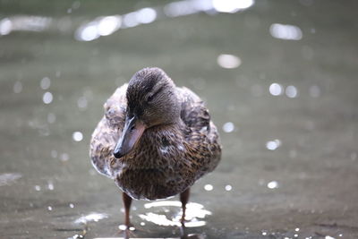 Close-up of duck swimming in lake
