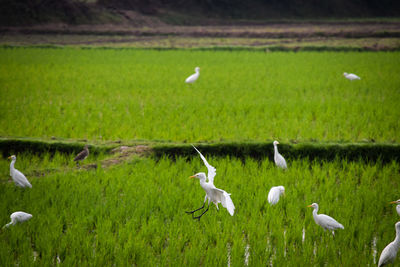 White birds on grassy field