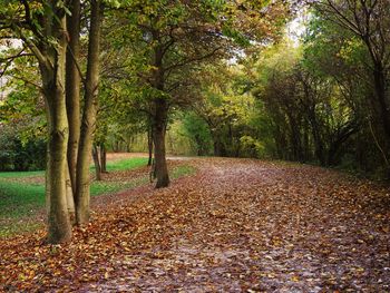 Trees in park