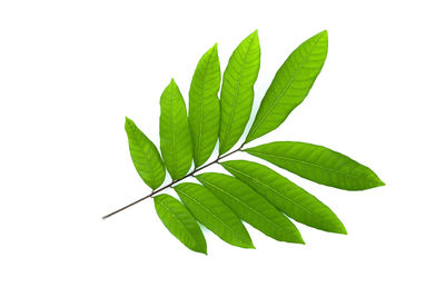 Close-up of leaves against white background