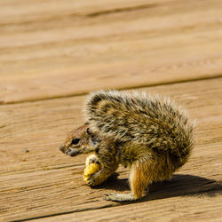 Close-up of chipmunk with food on wooden footpath