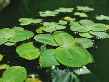 Close-up of water lily