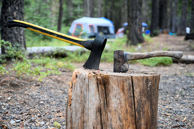 Close-up of tree stump on field