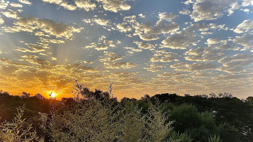 Plants growing on field against sky during sunset