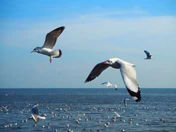 Seagulls flying over sea against sky