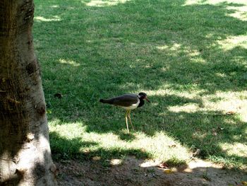 Bird on field