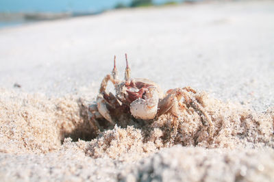 Close-up of crab on beach