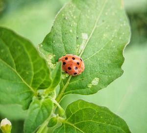 Close-up of ladybug on leaf