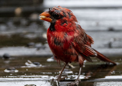 Very wet northern cardinal on a soaked deck