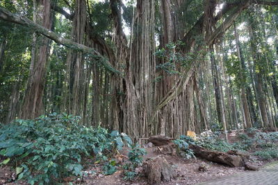 Bamboo trees in forest