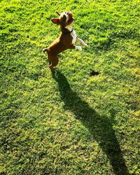 View of dog on field