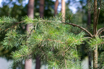 Close-up of pine tree in forest