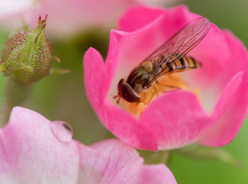 Close-up of bee pollinating on pink flower