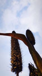 Low angle view of lizard on tree against sky