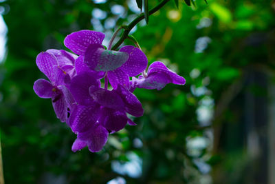 Close-up of water drops on purple flower