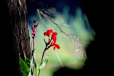 Close-up of red flowering plant