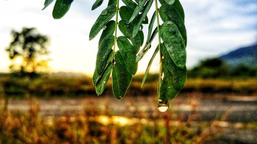 Close-up of wet plant leaves on field against sky