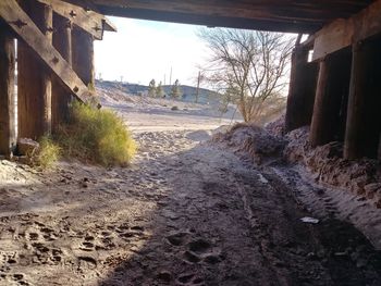 Trees on sand against sky